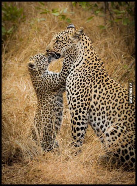 Leopard Kisses With Images Animals Wild Cute Animals Animals