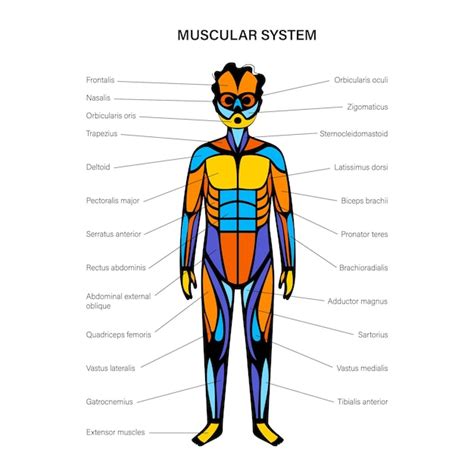 Système Musculaire Humain Vecteur Premium