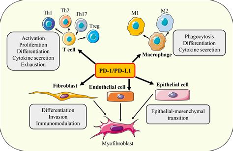 Frontiers Pd 1pd L1 Axis In Organ Fibrosis