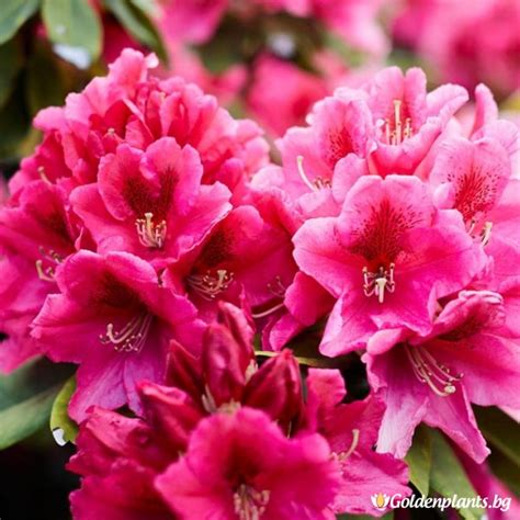 Рододендрон Нова Зембла