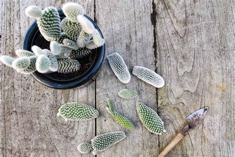 Learn How To Propagate Cacti Gardeners Path