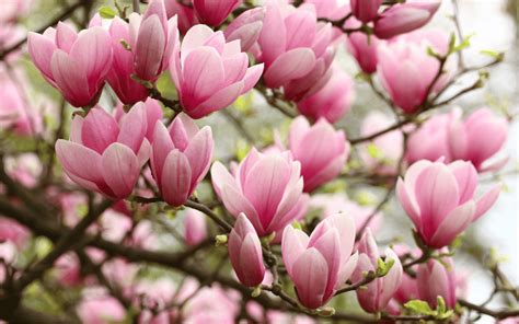 How To Grow Magnolias In Your Yard 2024 Today S Homeowner