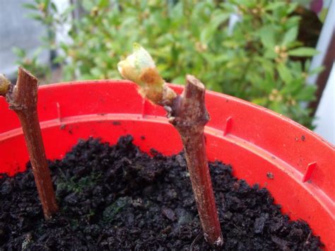 Прививка винограда: весной и осенью на старый куст, фото, методы, сроки ...