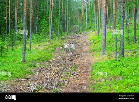 Remains Of Cutting Logging Waste In Northern Boreal Coniferous Forest