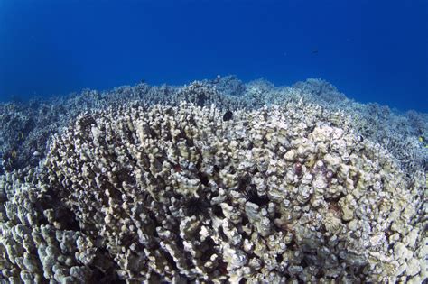 The Sex Life Of Coral Why Scientists Think It Could Save Us All Honolulu Civil Beat