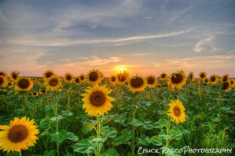 Photo Art Sunset Photography Sunflowers - Etsy