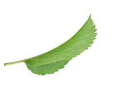 Чебупай - сочное яблоко