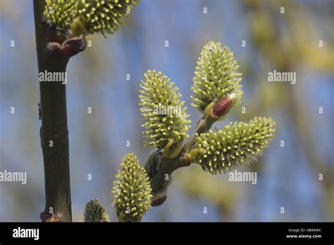 Salix Caprea Pussy Willow Female Flowers Stock Photo Alamy