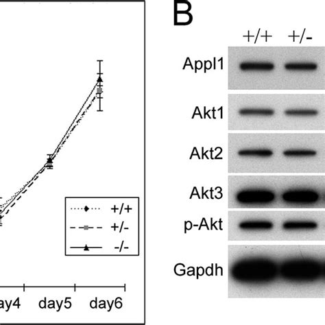 Appl Knock Out Mefs Have Normal Cell Proliferation Rate And Akt