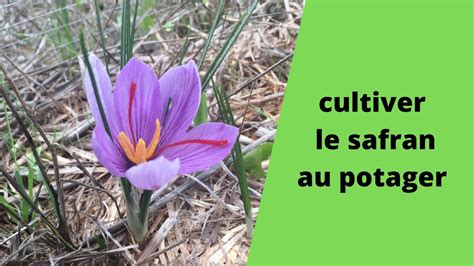 Cultiver Le Safran Au Potager YouTube