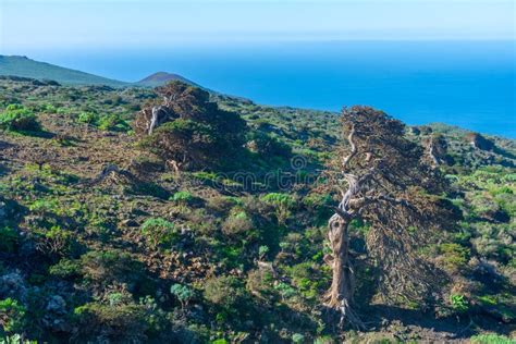 Wind Bent Juniper Trees At El Sabinar At El Hierro Island In Canary