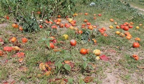 Lluvias Dañan Cultivos De Tomate En Fresnillo • Panorama Agrario