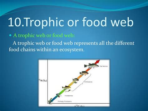 PPT - Trophic relationship PowerPoint Presentation, free download - ID:2121175