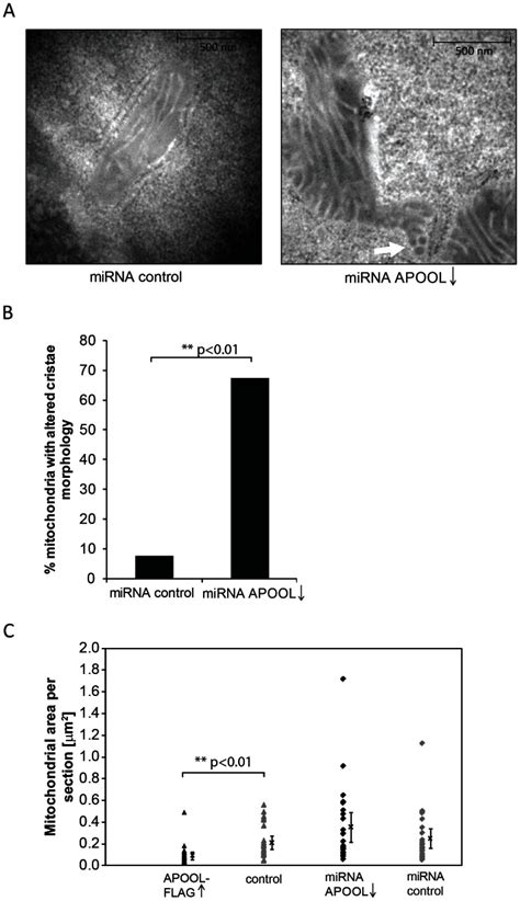 A Electron Micrographs Of B Cells After Transfection With Plasmid