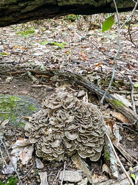 Sheepshead Mushroom Recipes Dandk Organizer