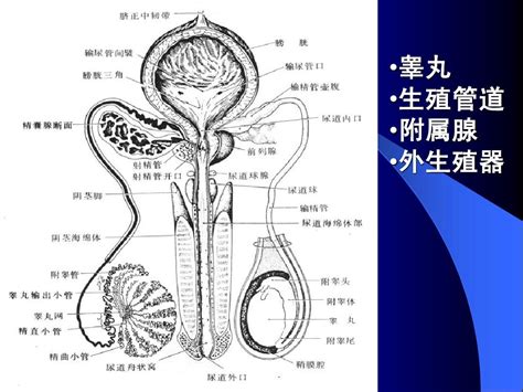 组织胚胎学课件 男性生殖系统word文档在线阅读与下载无忧文档 组织胚胎学课件 男性生殖系统word文档在线阅读与下载无忧文档