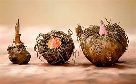 Конжаковый спонж Конняку - губка для лица