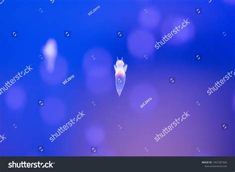 Naked Sea Butterfly Sea Angel Stock Photo 1467287306 Shutterstock