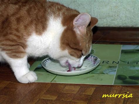 Кот и манная каша..: food_animals — LiveJournal