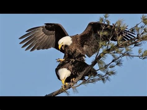 Bald Eagle Attacks Human - Disa