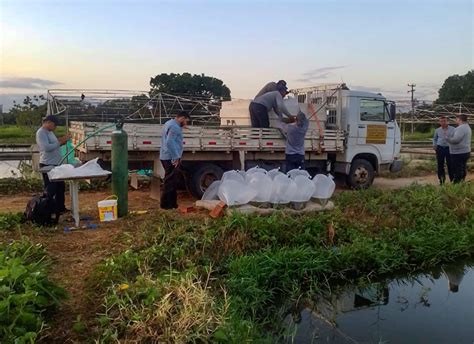 50 mil alevinos são distribuídos em dezesseis açudes no interior do