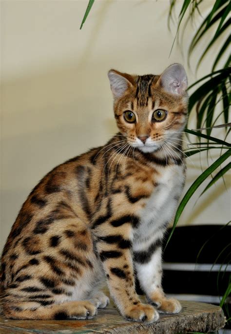 White Spotted Cat Breed at Samuel Massey blog