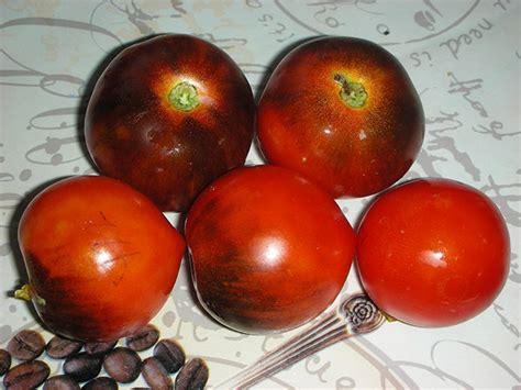 Томат Уголек Описание Характеристика Сорта Фото – Telegraph