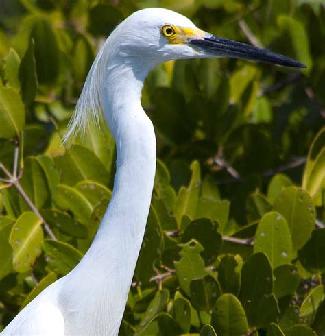 Bird In Everything Birds Of Florida Identification