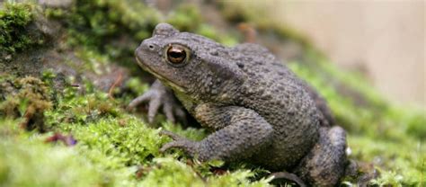 The Beloved Common Toad Critter Science