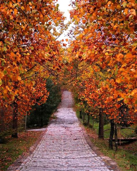 🇹🇷 A Walk In Autumn Ataturk Arboretum Istanbul Turkey By Neslihan