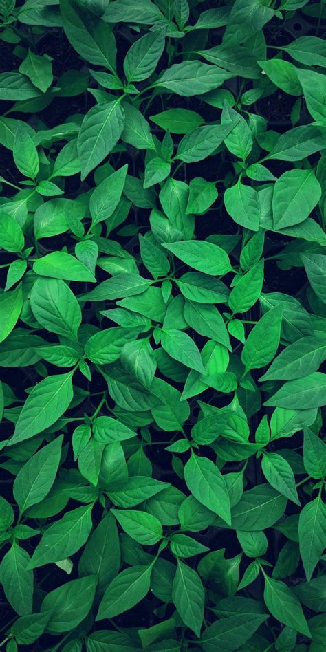 background foto daun  koleksi gambar