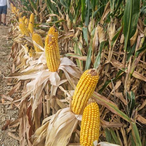 bayer acerca  los agricultores el maiz del futuro  el innovador