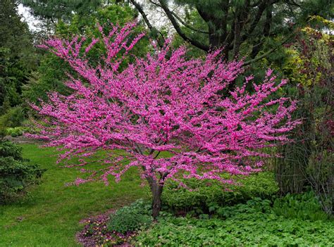 Redbud is a Rapid-grower and Makes a Great Yard Tree