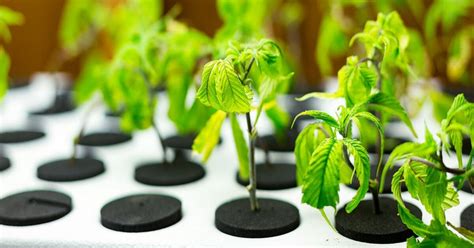 Cloning Plants: What It Is, Its Benefits & How-To