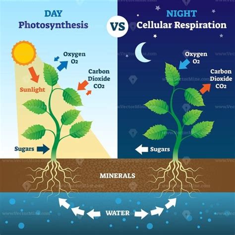 Photosynthesis and cellular respiration comparison vector illustration - VectorMine