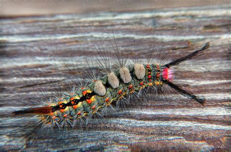 Florida Caterpillar Photograph by Hanny Heim