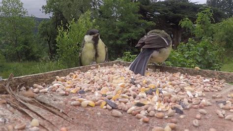 Chick With Great Tits YouTube