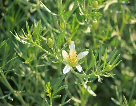 Семена гармала обыкновенная купить, узнать описание, лечебные свойства ...