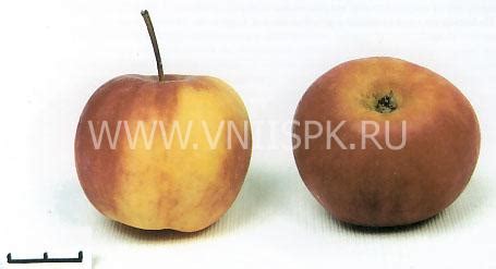 Яблоня, Сорт Алтайское Пурпуровое - ФГБНУ ВНИИСПК