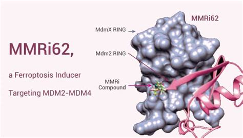 Mmri62 A Ferroptosis Inducer Targeting Mdm2 Mdm4 Network Of Cancer