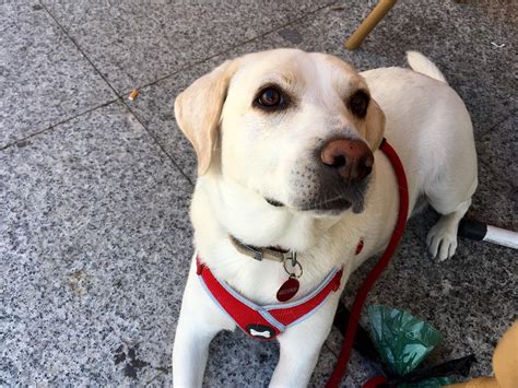 Labeagle? Beagledor? Don’t know quite how this works. : r/beagle