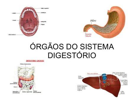 O Tubo Alimentar Do Sistema Digestivo Humano E Orgaos Acessorios