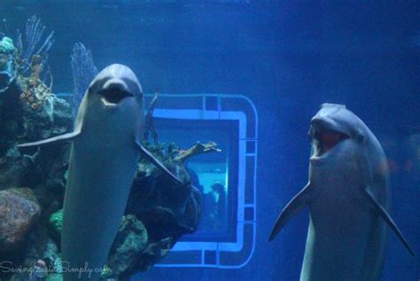 The Seas With Nemo And Friends Ride Epcot