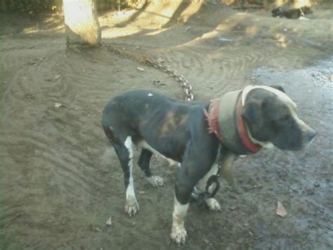 23 Game Apbt Dog L2sanpiero