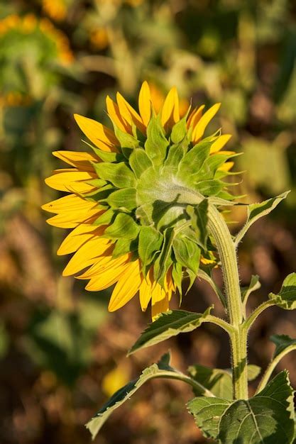 Girasol floreciente que crece en la plantación Foto Premium