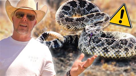 Rattlesnakes 101: What You Need to Know to Stay Safe - YouTube