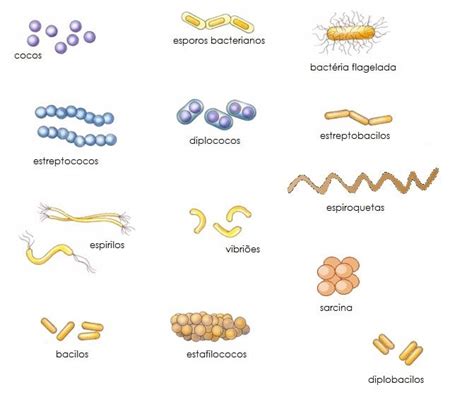 Exemplos Do Reino Monera - Reino Monera e as bactérias - Resumo de Biologia Enem