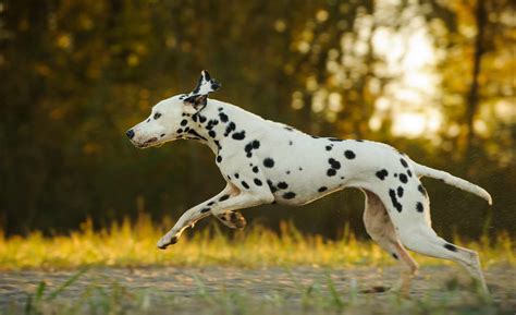 10 Fastest Dog Breeds