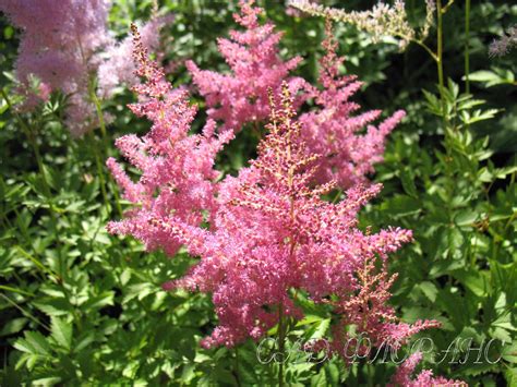 Сад Флоранс - Астильбы - (Astilbe)