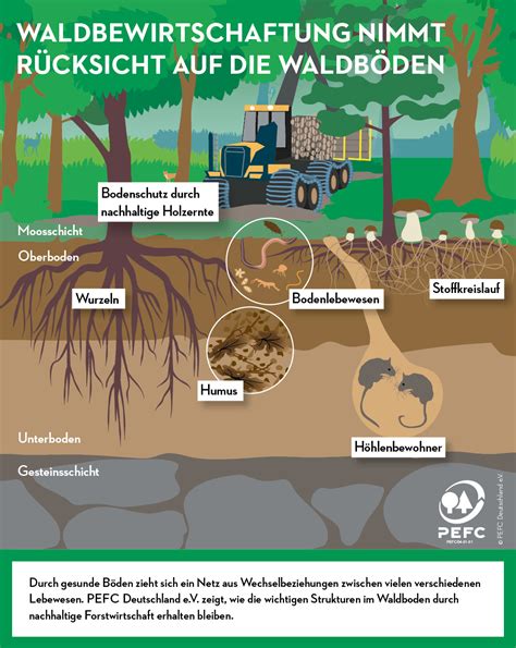 Neuigkeiten Bedeutung der Waldböden im Klimawandel